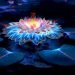 Significance of Lotus Flower