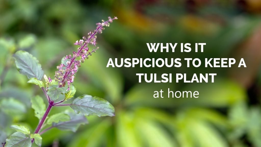 Tulasi Plant at Home