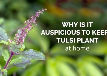 Tulasi Plant at Home