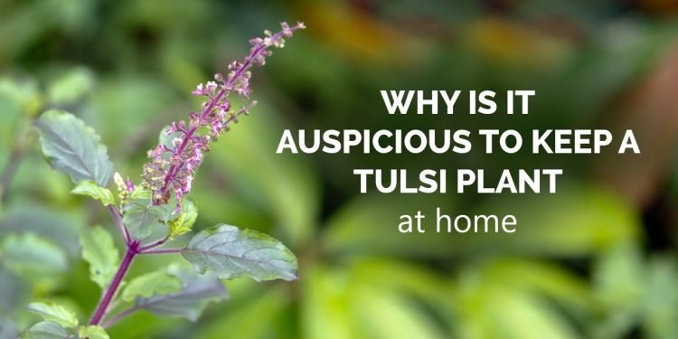 Tulasi Plant at Home