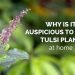 Tulasi Plant at Home