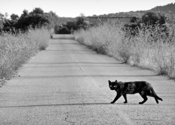 Black cat crossing the road
