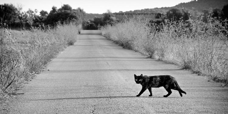 Black cat crossing the road