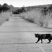 Black cat crossing the road