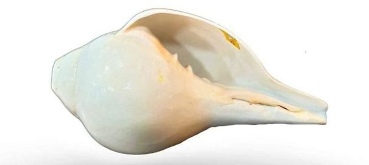 Conch Shell