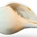 Conch Shell