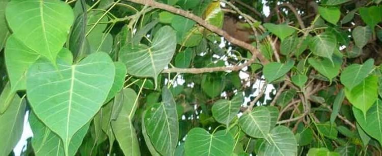 Importance of peepal tree