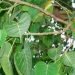 Importance of peepal tree