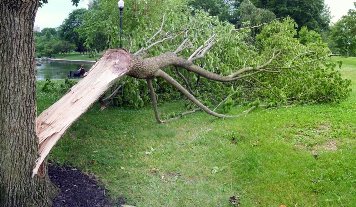 Pregnant Women Should Not Watch The Falling Of A Tree