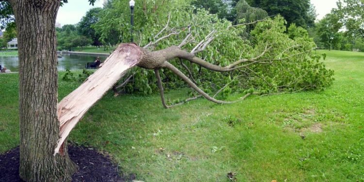 Pregnant Women Should Not Watch The Falling Of A Tree