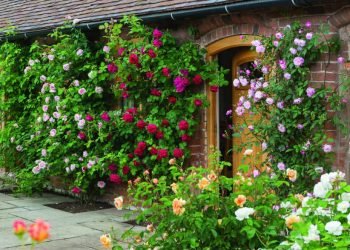 Vastu plants for South Facing House