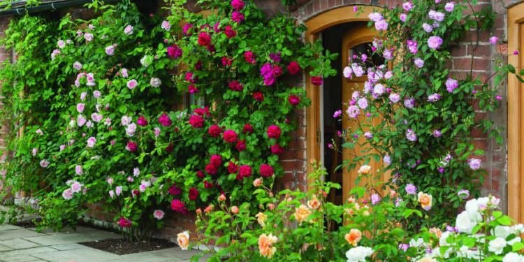 Vastu plants for South Facing House