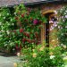 Vastu plants for South Facing House
