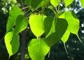Significance of Peepal Tree