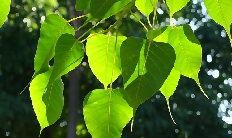 Significance of Peepal Tree