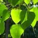 Significance of Peepal Tree
