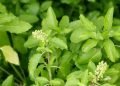 Significance of Tulsi Plant