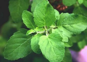 Tulsi Leaves: Can we chew tulsi leaves?