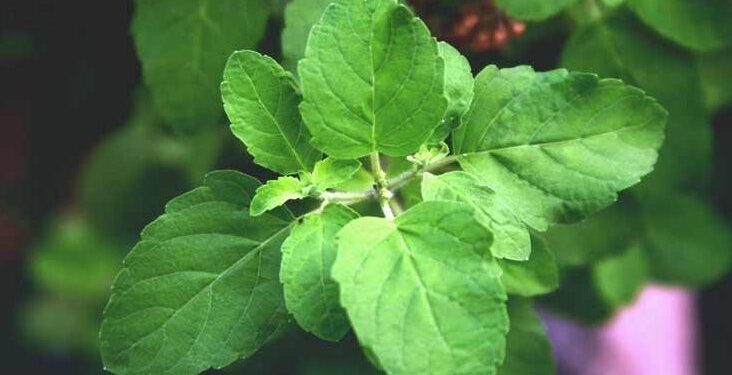 Tulsi Leaves: Can we chew tulsi leaves?