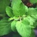 Tulsi Leaves: Can we chew tulsi leaves?
