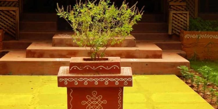 Tulsi Vastu plants