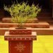 Tulsi Vastu plants