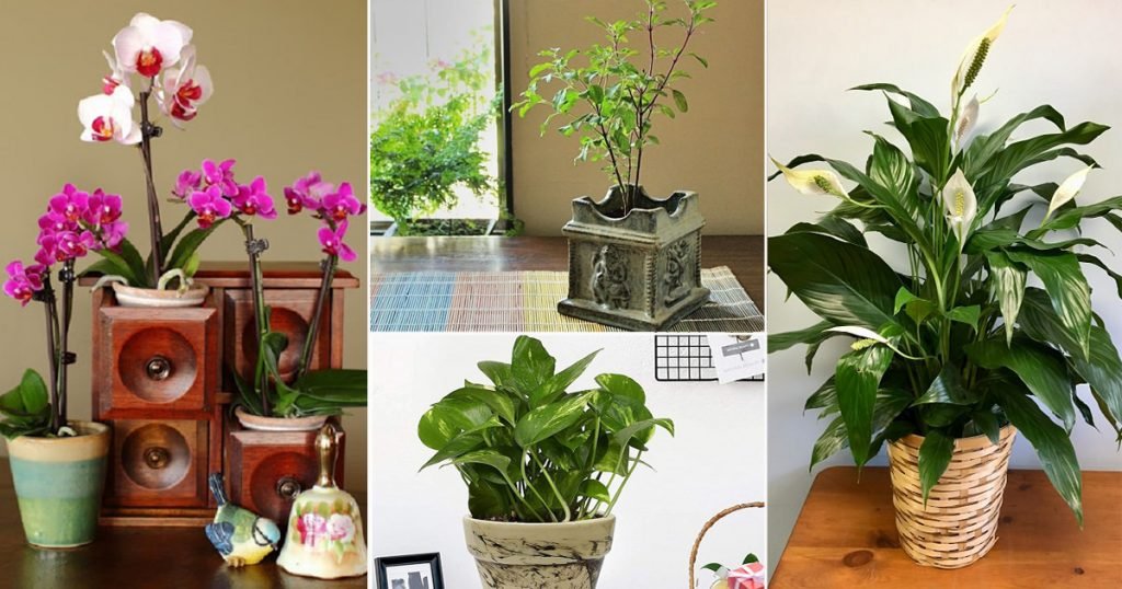 Vastu For Plants in Home