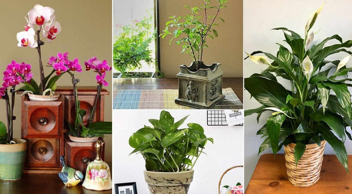 Vastu For Plants in Home