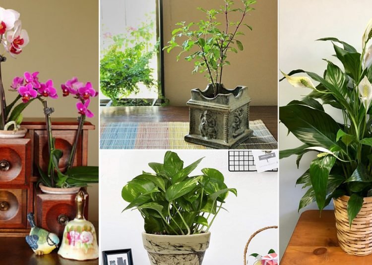 Vastu For Plants in Home