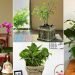 Vastu For Plants in Home