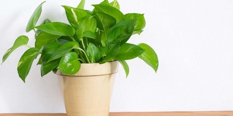 Vastu Money Plant