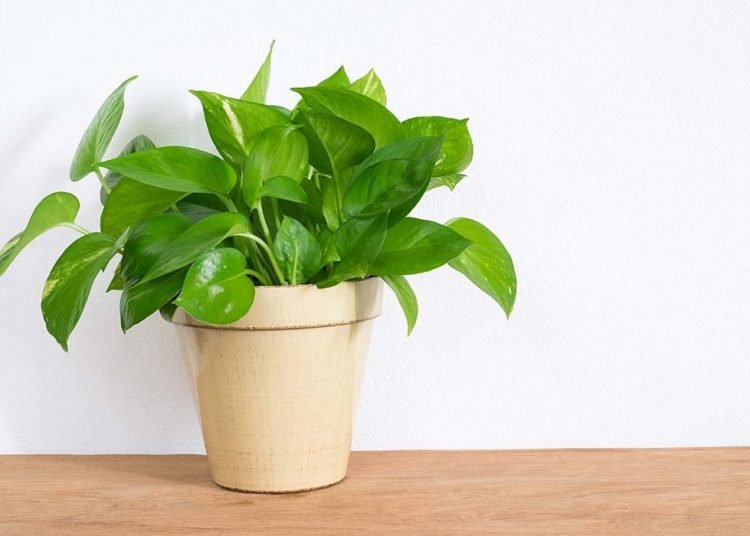 Vastu Money Plant