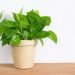 Vastu Money Plant