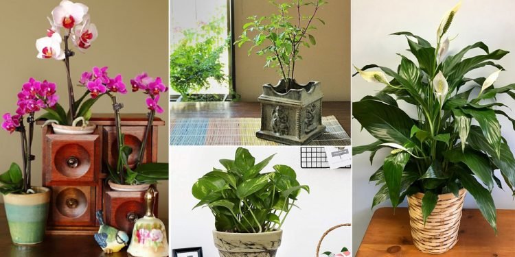 Vastu Plants for Office