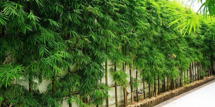 Vastu Plants for East Facing House