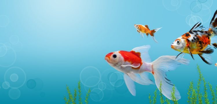 Vastu For Fish Tank