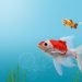 Vastu For Fish Tank