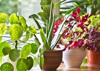 Vastu Plants Vedicology