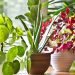 Vastu Plants Vedicology