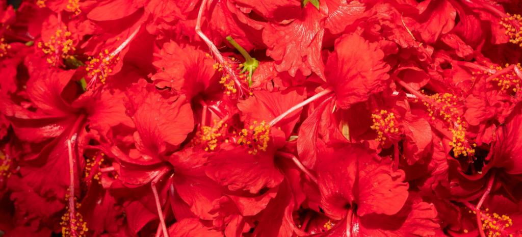 Ananda Commune Vedicology Shakti Sadhana Kali