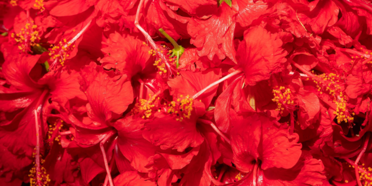 Ananda Commune Vedicology Shakti Sadhana Kali