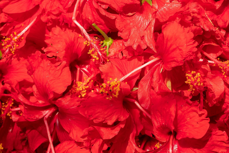 Ananda Commune Vedicology Shakti Sadhana Kali